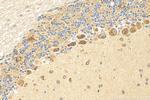 CELSR3 Antibody in Immunohistochemistry (Paraffin) (IHC (P))