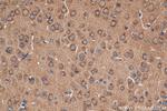 NSF Antibody in Immunohistochemistry (Paraffin) (IHC (P))