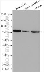 NSF Antibody in Western Blot (WB)