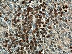 CD1c Antibody in Immunohistochemistry (Paraffin) (IHC (P))