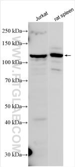 MYO1F Antibody in Western Blot (WB)