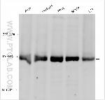 POLR3A Antibody in Western Blot (WB)