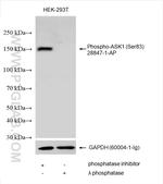 Phospho-ASK1 (Ser83) Antibody in Western Blot (WB)