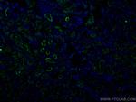 ACE2 Antibody in Immunohistochemistry (Paraffin) (IHC (P))