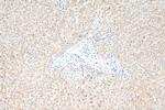 GRB10 Antibody in Immunohistochemistry (Paraffin) (IHC (P))