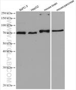 GRB10 Antibody in Western Blot (WB)