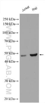 CORO2A Antibody in Western Blot (WB)