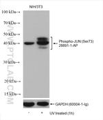 Phospho-JUN (Ser73) Antibody in Western Blot (WB)