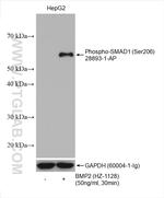 Phospho-SMAD1 (Ser206) Antibody in Western Blot (WB)