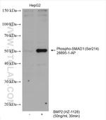 Phospho-SMAD1 (Ser214) Antibody in Western Blot (WB)