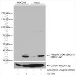 Phospho-MEK6 (Ser207) Antibody in Western Blot (WB)