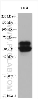 CD46 Antibody in Western Blot (WB)