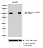 Phospho-STAT3 (Ser727) Antibody in Western Blot (WB)