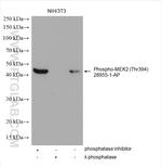Phospho-MAP2K2 (Thr394) Antibody in Western Blot (WB)