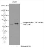 Phospho-STK11 (Thr189) Antibody in Western Blot (WB)