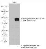 Phospho-STAT1 (Tyr701) Antibody in Western Blot (WB)