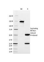 CD13/Aminopeptidase-N (Myeloid Cell Marker) Monoclonal Antibody (WM15)
