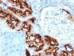 CD13/Aminopeptidase-N (Myeloid Cell Marker) Antibody in Immunohistochemistry (Paraffin) (IHC (P))