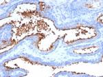 CD13/Aminopeptidase-N (Myeloid Cell Marker) Monoclonal Antibody (APN/6998)
