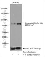 Phospho-YAP1 (Ser397) Antibody in Western Blot (WB)