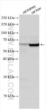 CES1 Antibody in Western Blot (WB)