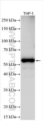 RIP3 Antibody in Western Blot (WB)