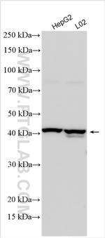 G6PC Antibody in Western Blot (WB)