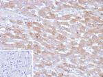 PHPT1 Antibody in Immunohistochemistry (Paraffin) (IHC (P))