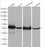 TRMT10C Antibody in Western Blot (WB)