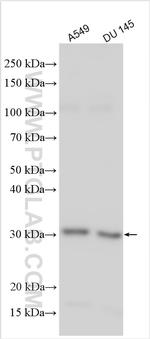 AMD1 Antibody in Western Blot (WB)