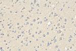RABIF Antibody in Immunohistochemistry (Paraffin) (IHC (P))