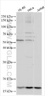 RABIF Antibody in Western Blot (WB)
