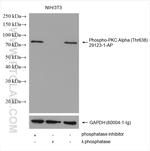 Phospho-PKC Alpha (Thr638) Antibody in Western Blot (WB)
