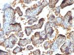 Galectin-13 (GAL13)/Placental Protein 13 (PP13) Monoclonal Antibody (PP13/1164)