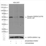 Phospho-GSK3B (Tyr216) Antibody in Western Blot (WB)