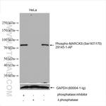 Phospho-MARCKS (Ser167, Ser170) Antibody in Western Blot (WB)