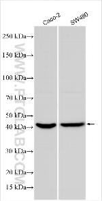 SEC22A Antibody in Western Blot (WB)