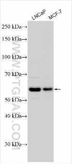 EPB41L5 Antibody in Western Blot (WB)