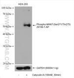 Phospho-MAP2K7 (Ser271, Thr275) Antibody in Western Blot (WB)