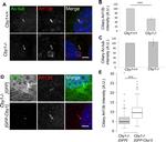GFP Antibody in Immunocytochemistry (ICC/IF)