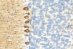 PKC Gamma Antibody in Immunohistochemistry (Paraffin) (IHC (P))