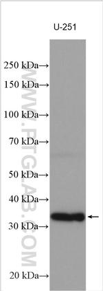TYW3 Antibody in Western Blot (WB)