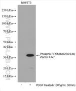 Phospho-RPS6 (Ser235, Ser236) Antibody in Western Blot (WB)