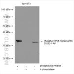 Phospho-RPS6 (Ser235, Ser236) Antibody in Western Blot (WB)