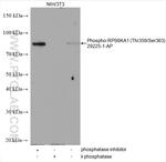 Phospho-RPS6KA1 (Thr359, Ser363) Antibody in Western Blot (WB)