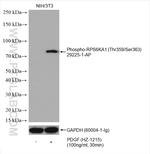 Phospho-RPS6KA1 (Thr359, Ser363) Antibody in Western Blot (WB)