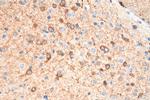 nNOS Antibody in Immunohistochemistry (Paraffin) (IHC (P))