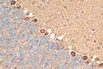 HTR7 Antibody in Immunohistochemistry (Paraffin) (IHC (P))