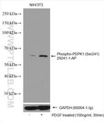 Phospho-PDPK1 (Ser241) Antibody in Western Blot (WB)