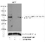 Phospho-p70 (S6K) (Thr421, Ser424) Antibody in Western Blot (WB)